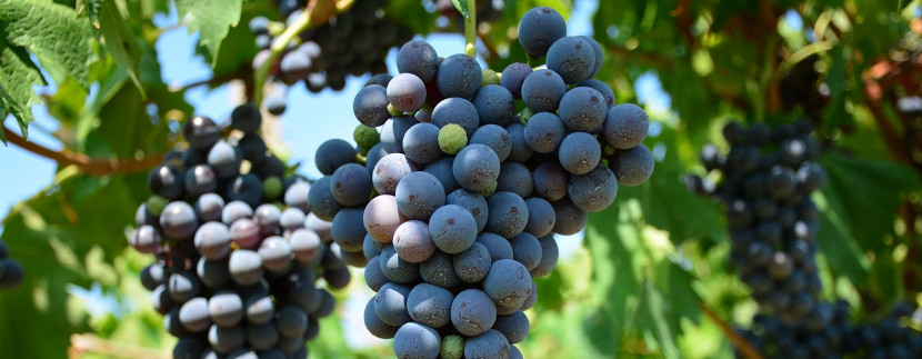 Paul Arps – Valpolicella szőlőültetvények Negrar környékén (Olaszország 2015) CC BY 2.0 a flickr segítségével
